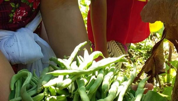 Berita Terbaru di Jogja: Beli Sayur di Komunitas Kebunku Jogja, Bayarnya Seikhlasnya