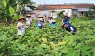 Optimalkan Lahan Sempit di Perkotaan, Pemkot Yogyakarta Galakkan Program Food Estate