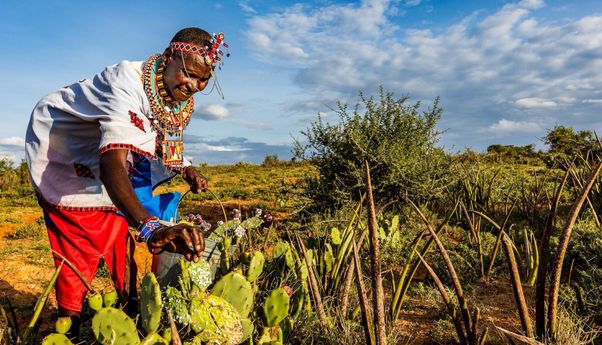 Di Kenya, Pengembala Mengubah Kaktus jadi Biofuel