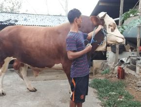Berita Jateng: Sapi Jumbo Rp 75 Juta di Magelang Langganan Juara di Kompetisi Ternak