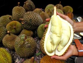 Durian Indonesia Siap Tembus Pasar China Setelah Kesepakatan Ekspor Baru