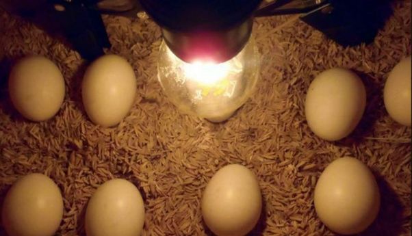 Inilah Alat Penetas Telur Otomatis Terbaik