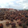 Energi Terbarukan Berbasis Limbah Sawit, Muba dan Kadin Sumsel Ukir Sejarah Baru