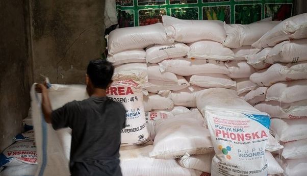 Berita Seputar Jateng: Jatah Pupuk Bersubsidi Dipangkas, Petani di Klaten Menjerit