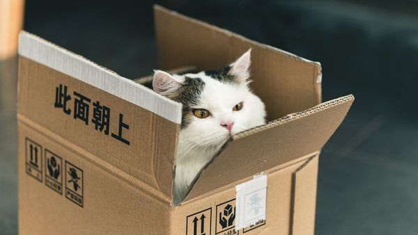 Ini Alasannya Kenapa Kucing Tertarik dengan Kotak Kardus