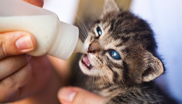 Jangan Sembarangan Berikan Susu, Seperti Ini Cara Merawat Anak Kucing Tanpa Indukan yang Benar