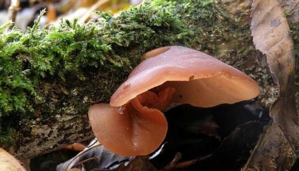 Beragm Manfaat Jamur Kuping Untuk Kesehatan