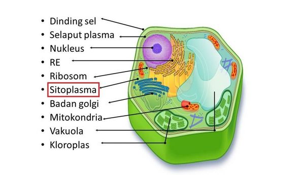 Tumbuhan struktur sel Sel Tumbuhan: