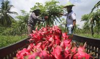 Ternyata Buah Naga Indonesia Diincar Pasar China Lo