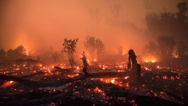 Netizen Tuduh Korindo Group sebagai Perusahaan yang Merusak Hutan Papua dengan Api