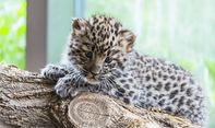 Bayi Macan Tutul Selundupan Mati di Kebun Binatang Kasang Kulim