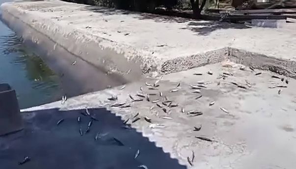 Ini Penjelasan BMKG Mengenai Banyak Ikan Terdampar di Pantai Jakarta, Pertanda Gempa Besar?