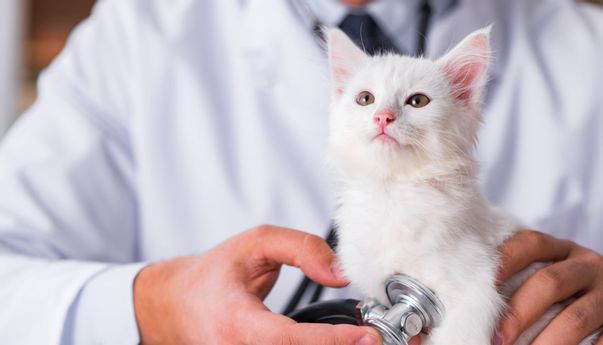 Jangan Panik! Inilah Cara Mengatasi Kucing Muntah Kuning Beserta Penyebabnya