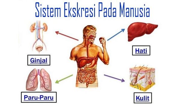 Begini Penjelasan Sistem Ekskresi Pada Manusia Lengkap dengan Fungsinya