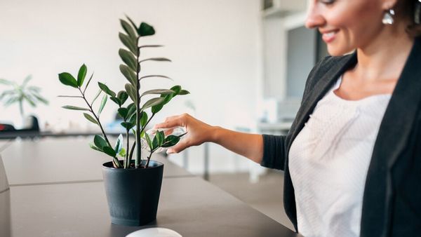 7 Tanaman Hias yang Gampang Dirawat untuk Percantik Ruang Kantor