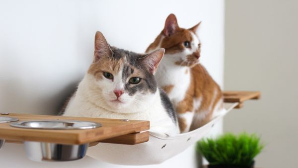 Adopsi Kucing Jogja: Ini Tips Adopsi Anak Kucing yang Harus Anda Tahu