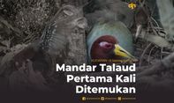 Mandar Talaud Pertama Kali Ditemukan
