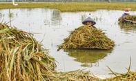 Ribuan Hektare Lahan Pertanian Terancam Gagal Panen Akibat Banjir di Jawa Tengah