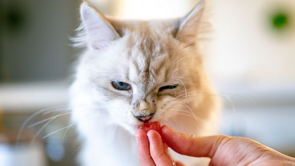 Studi Temukan Apel Bisa Penuhi Kebutuhan Serat Kucing
