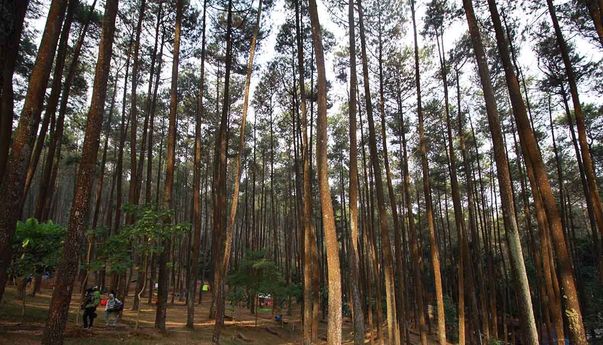 Terbaru! Tempat Wisata di Lembang Kembali Buka Setelah Dihantam Cuaca Ekstrem