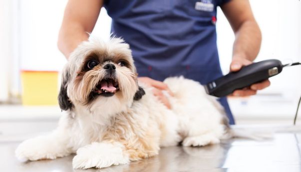 Ini Deretan Pet Shop Terlengkap di Jogja yang Menyediakan Pakan dan Aneka Keperluan Lainnya