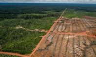 Terbaru: Serang Korindo Group, Greenpeace Terancam Pidana
