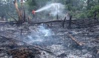 Kerugian Akibat Karhutla di Babel Capai Ratusan Miliar, Butuh Puluhan Tahun untuk Pemulihan