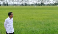 Presiden Jokowi Pastikan Produksi Pangan Nasional Masih Aman meski Terganggu El Nino