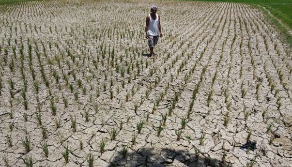 Berita Terbaru di Jogja: Gawat Wilayah Prambanan Sudah Kekeringan!
