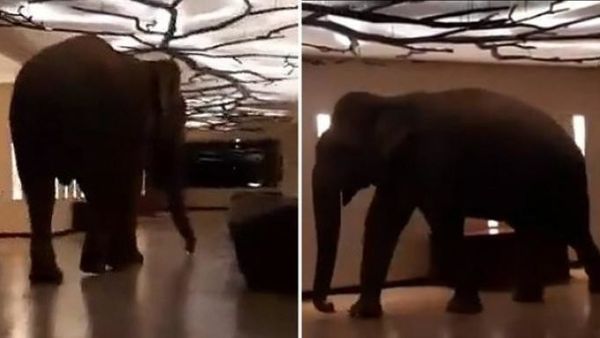 Natta Kota, Gajah Gemas Kesayangan Para Staf dan Tamu Hotel di Sri Lanka