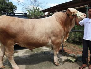 Prabowo Kurban Sapi Bobot 1,3 Ton, Terberat di Masjid Istiqlal