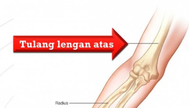 Belajar Biologi! Bagian dan Fungsi Tulang Lengan Atas Manusia