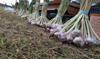 Harga Bawang Putih Anjlok Selama Pandemi, Petani Putus Asa