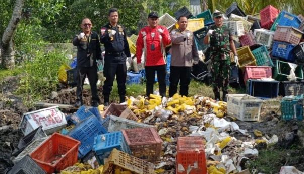 Karantina Riau Musnahkan Puluhan Ton Mangga Ilegal Asal Thailand