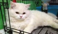 Ingin Beli Kucing Anggora? Ketahui Dahulu Daftar Harga Kucing Anggora!
