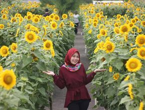 Mencari Spot Foto Menarik untuk Feed IG? Datang Aja ke Kebun Bunga Matahari Jogja