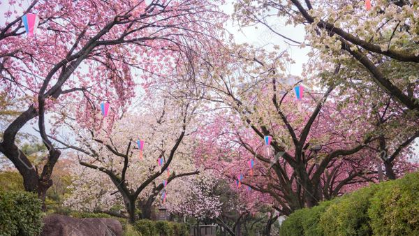 Tempat Terbaik Untuk Melihat Bunga Sakura Jepang