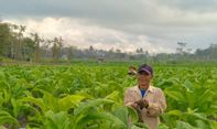 Terbaru: Petani Tembakau Kirim Surat ke Sri Mulyani, Ada Apa?