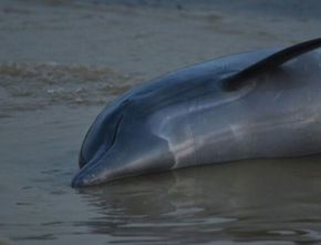 Lebih dari 100 Lumba-lumba di Amazon Brasil Mati akibat Suhu Air yang Terlalu Tinggi