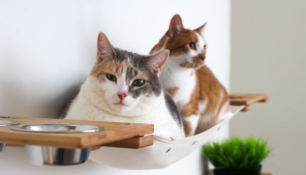 Adopsi Kucing Jogja: Ini Tips Adopsi Anak Kucing yang Harus Anda Tahu