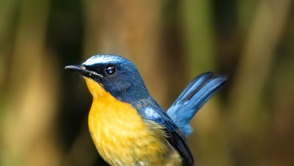 Jual Beli Burung Jogja: Ketahui Istilah yang Sering Dipakai Saat Transaksi di Dunia Kicau Mania