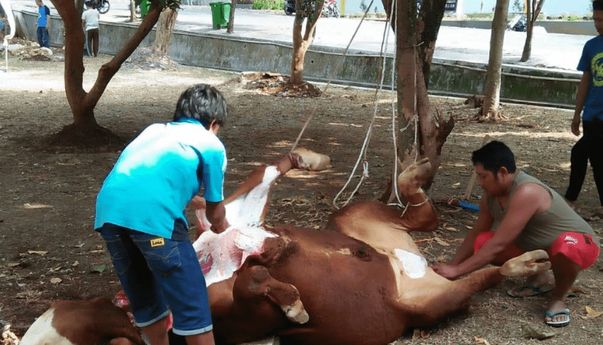 Berita Seputar Bogor: Pemkab Bogor Adakan Pelatihan Penyelenggaraan Kurban via Webinar