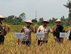 Kementan Sebut Stok Benih Padi untuk Februari Capai 14 Ribu Ton