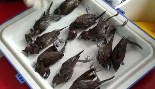 Burung Pipit Mati Massal di Balai Kota Cirebon, Ini Hasil Uji Labnya