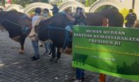 Berita Terbaru di Jogja: Sapi Jokowi yang Tiba di Jogja Bernama “Sonar”