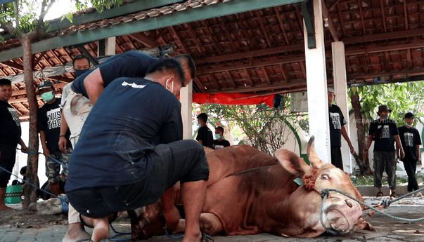 Berat! Penyembelihan Sapi Kurban Presiden Jokowi di Solo Butuh 18 orang