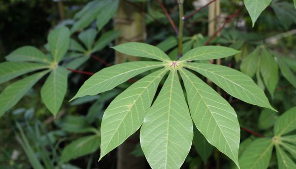 Inilah Manfaat Daun Singkong untuk Tubuh yang Sering Ditemui dalam Seporsi Nasi Padang