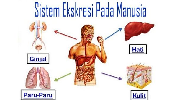 Begini Penjelasan Sistem Ekskresi Pada Manusia Lengkap dengan Fungsinya