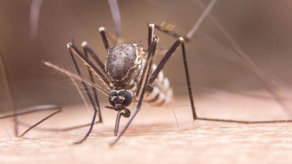 Berita Jogja: Nyamuk Ber-Wolbachia Perlu Dilepaskan Hingga Populasinya 60%, Apa Efeknya?
