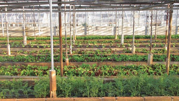 Sadar Pentingnya Ketahanan Pangan, Masyarakat Kota Semarang Makin Getol Urban Farming